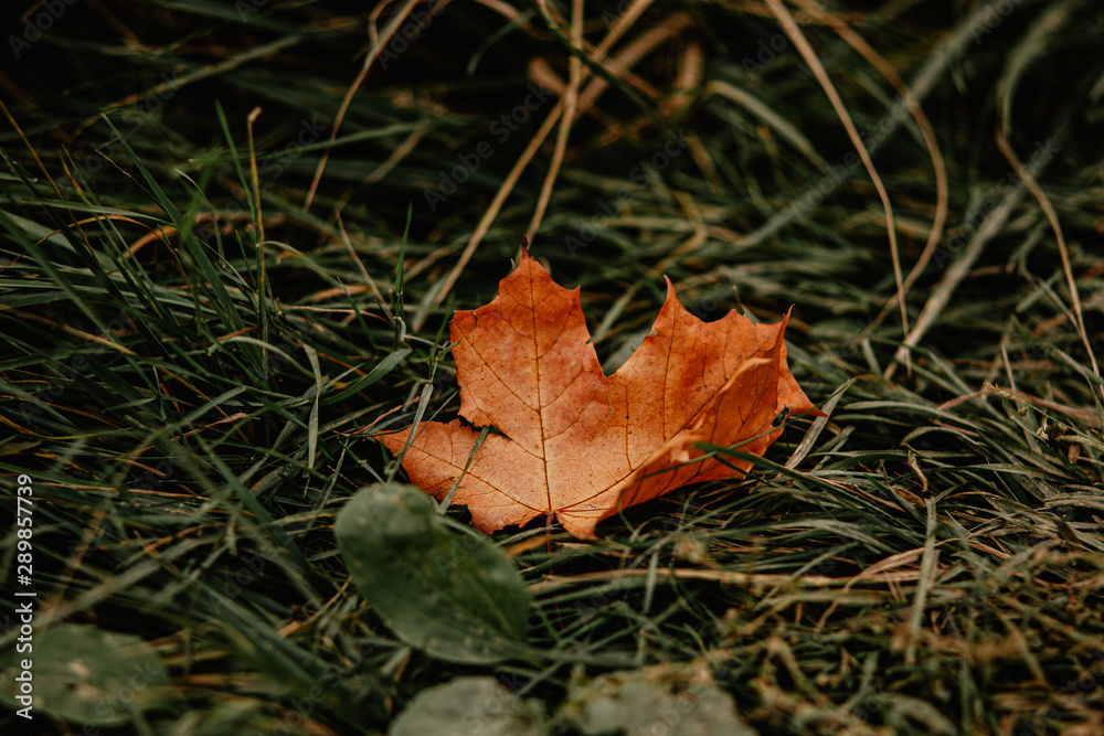 red maple leaf red maple leaf