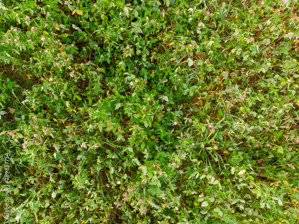 Green field of grass and clover. Top view. Green field of grass and clover. Top view.