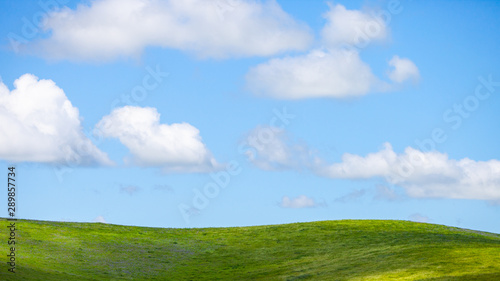 the green grass with the blue sky background 