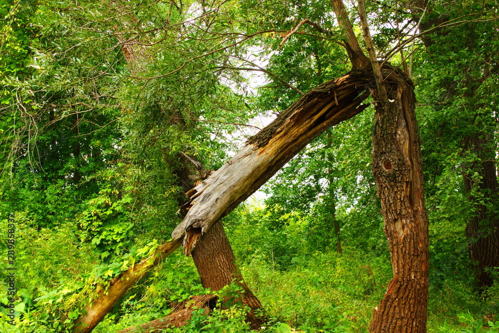 Naklejka premium windbreak