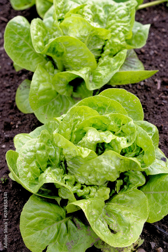 Little Gem Romaine Lettuce in a garden Little Gem Romaine Lettuce in a garden