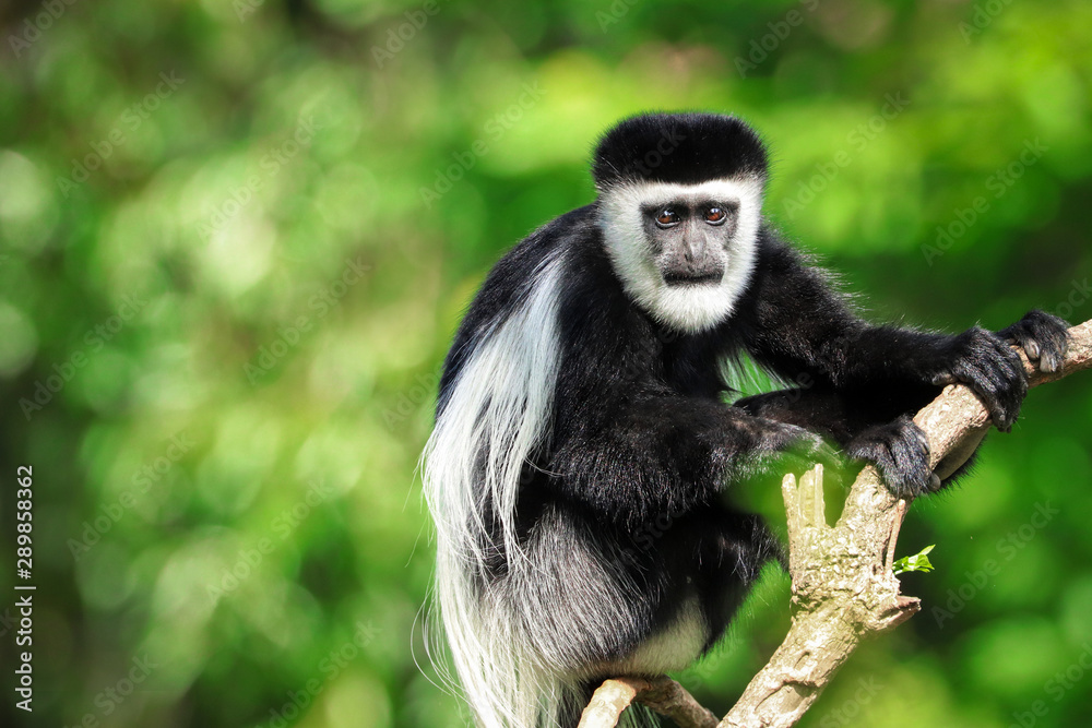 Mantled guereza (Colobus guereza) Mantled guereza (Colobus guereza)