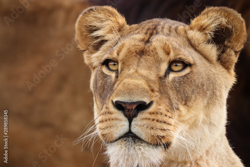 Lioness