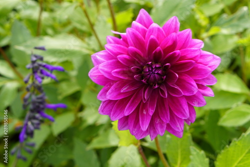 Blumen und Pflanzen