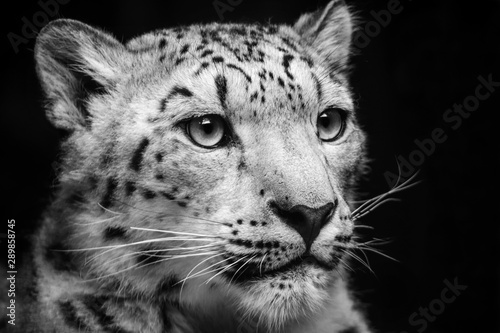 Portrait black and white leopard photo