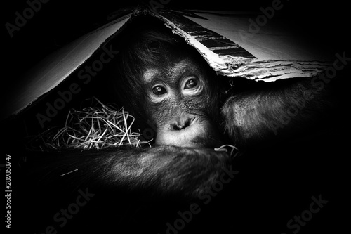 Portrait little orangutan in monochromatic colour