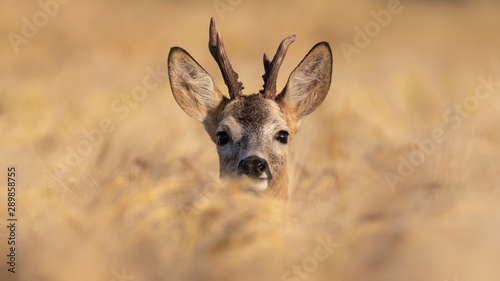 Rehbock mit Geweih  steckt den Kopf aus einem gelben reifen Getreidefeld heraus und guckt den Betrachter direkt an in Deutschland Satow