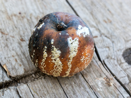 Fotografía Apple affected by fungus and mold
