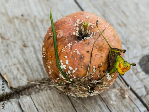 Cuadro en lienzo Apple affected by fungus and mold