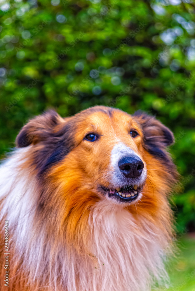 Portrait of an American Border Collie Portrait of an American Border Collie