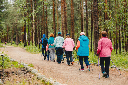 Canvas Print Older women go Nordic walking with sticks in coniferous forest, concept that is