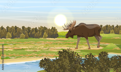 Elk male with big horns walks over the creek. Thickets of bushes and trees on the banks of the river. Autumn forest on background of blue sky with the sun. Realistic vector landscape with wild animal