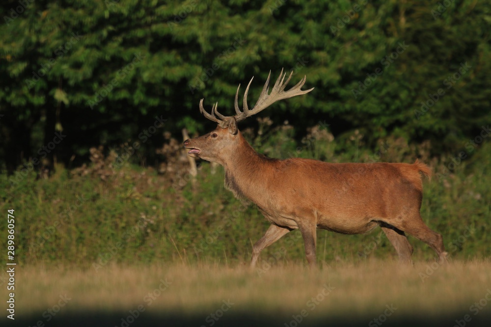 Beautiful red deer in the nature habitat. Wildlife scene from european nature. Red deer in the sunset. Cervus elaphus Beautiful red deer in the nature habitat. Wildlife scene from european nature. Red deer in the sunset. Cervus elaphus