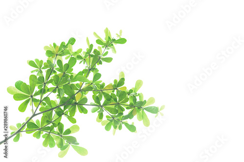 Ivory Coast Almond branch isolated on white background.