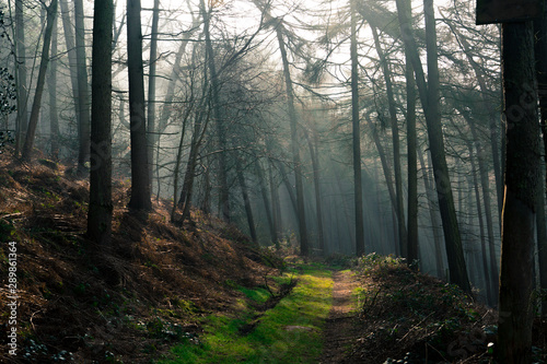 forest path