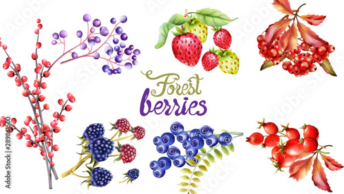 Autumn wild forest berries and flowers wreath bouquet vector