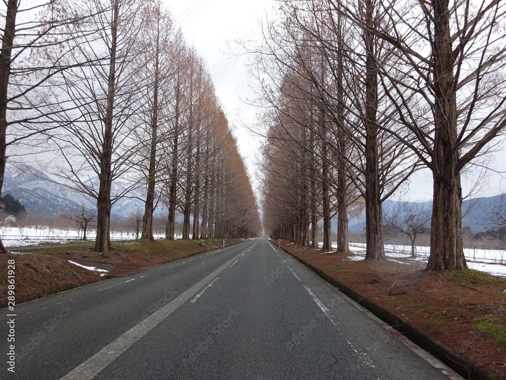 Fototapeta premium メタセコイア並木