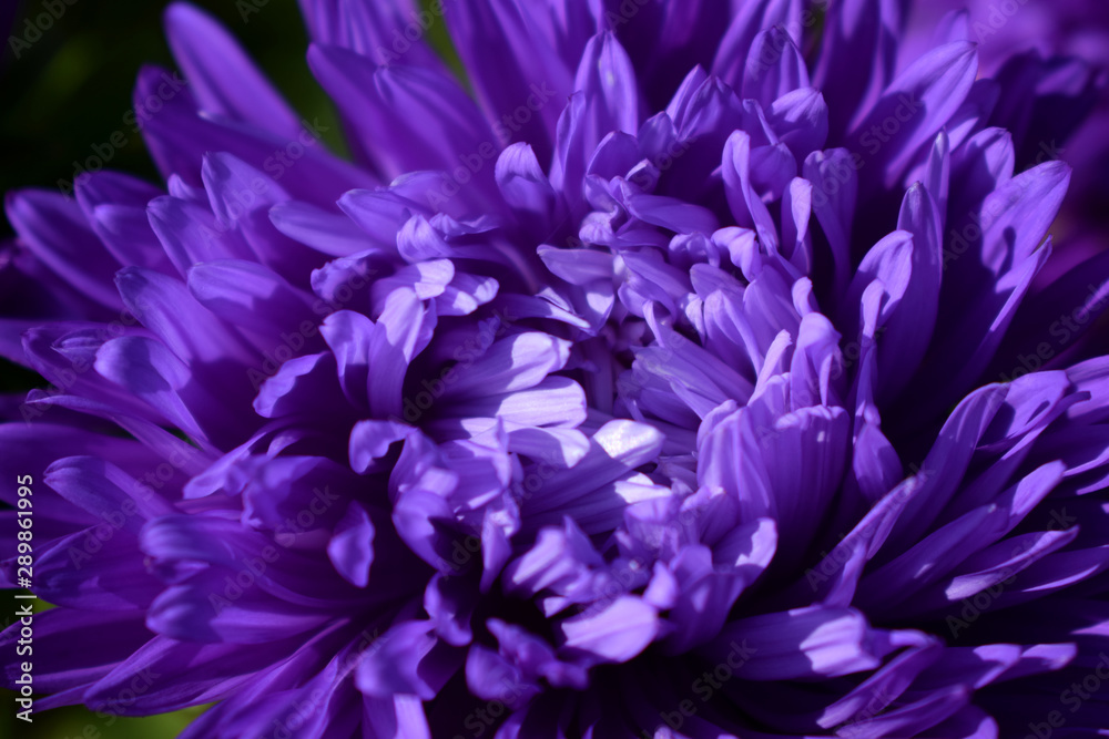 Close up of a purple aster flower