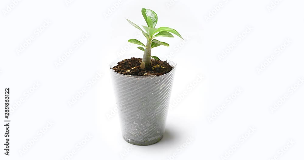 Moving around adenium sprout in a small plastic cup isolated on white background