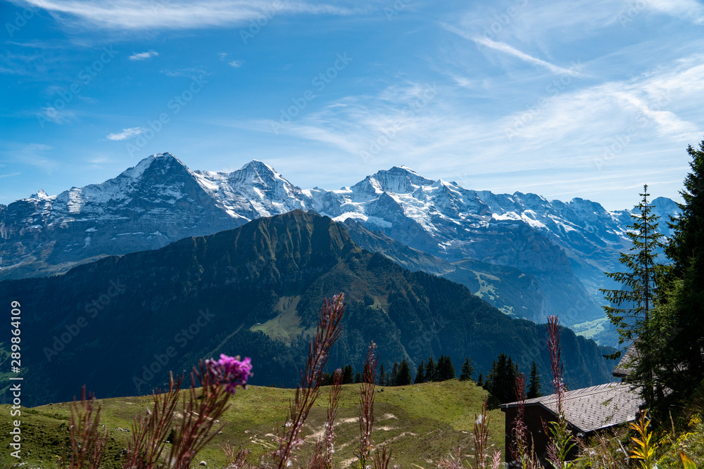 Aussicht auf Eiger, Mönch und Jungfrau von der Schynige Platte mit pinken Blumen im Vordergrund