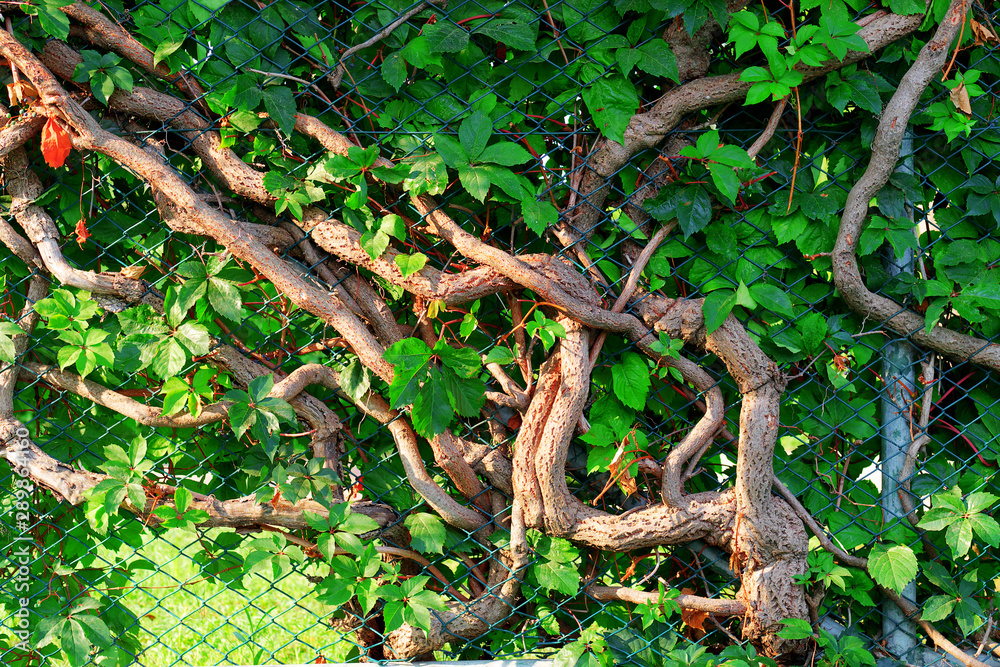 climbing plant growing on chain fence climbing plant growing on chain fence
