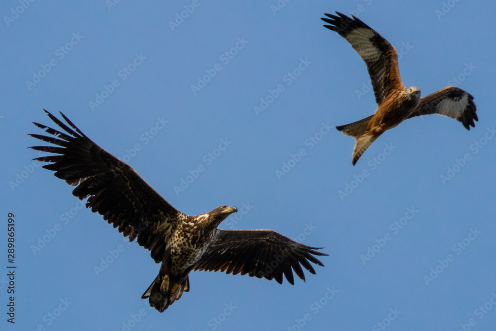 Seeadler und Rotmilan (milvus milvus) beäugen sich im Flug Seeadler und Rotmilan (milvus milvus) beäugen sich im Flug