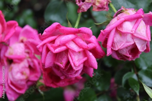pink flower in the garden © Clara