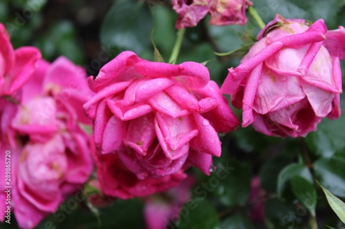 pink flower in the garden