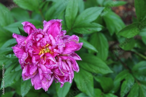 pink flower in the garden