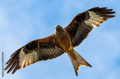 Majestätischer Rotmilan (milvus milvus) in der Luft vor Wolken Portrait aufgenommen in Retschow,Deutschland Mecklenburg Vorpommern photo