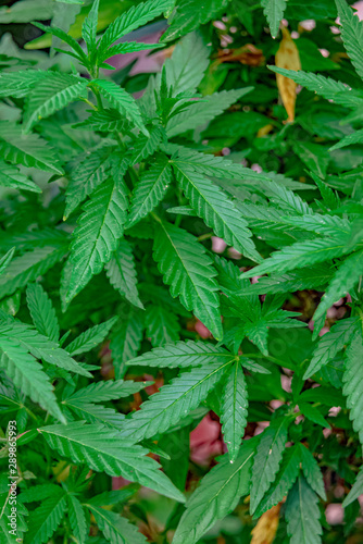 Marijuana plant grows in the garden