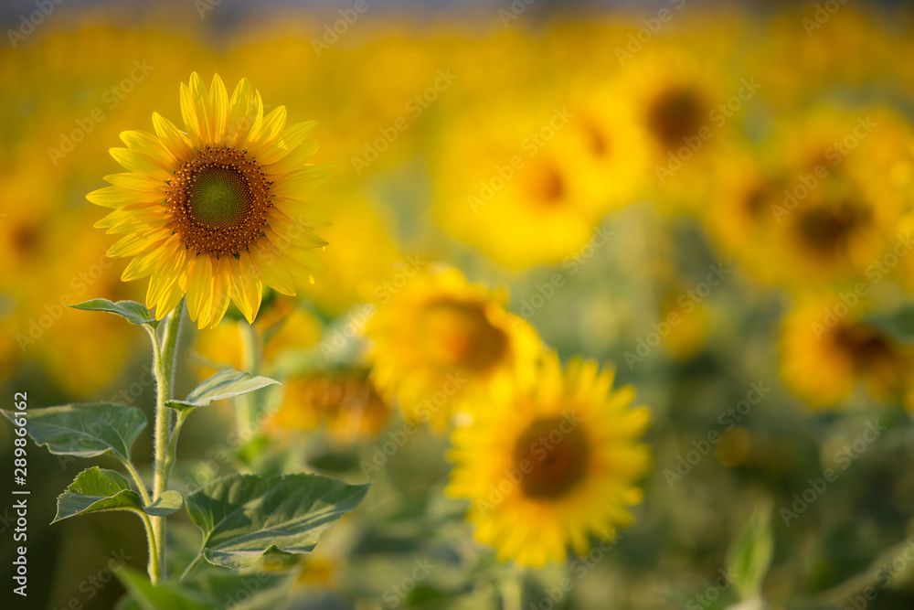 The beauty of the sunflower on the background blur.