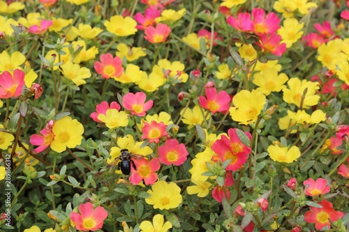 colorful flowers in the garden