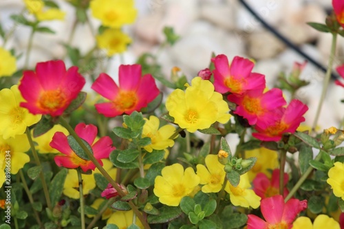 colorful flowers in the garden