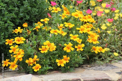 yellow flowers in the garden