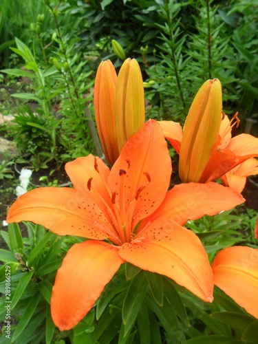 orange lily in the garden