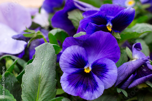 Fototapeta Naklejka Na Ścianę i Meble -  Floral background of colorful blossoming spring summer garden blue purple daisy  flowers