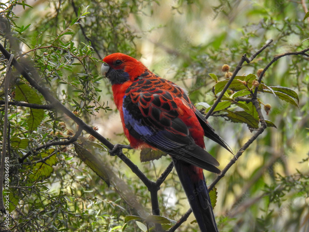 Colorful Crimson Rosella in Australia Colorful Crimson Rosella in Australia