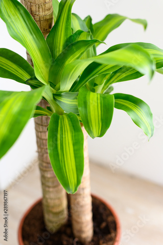 Dracaena fragrans 