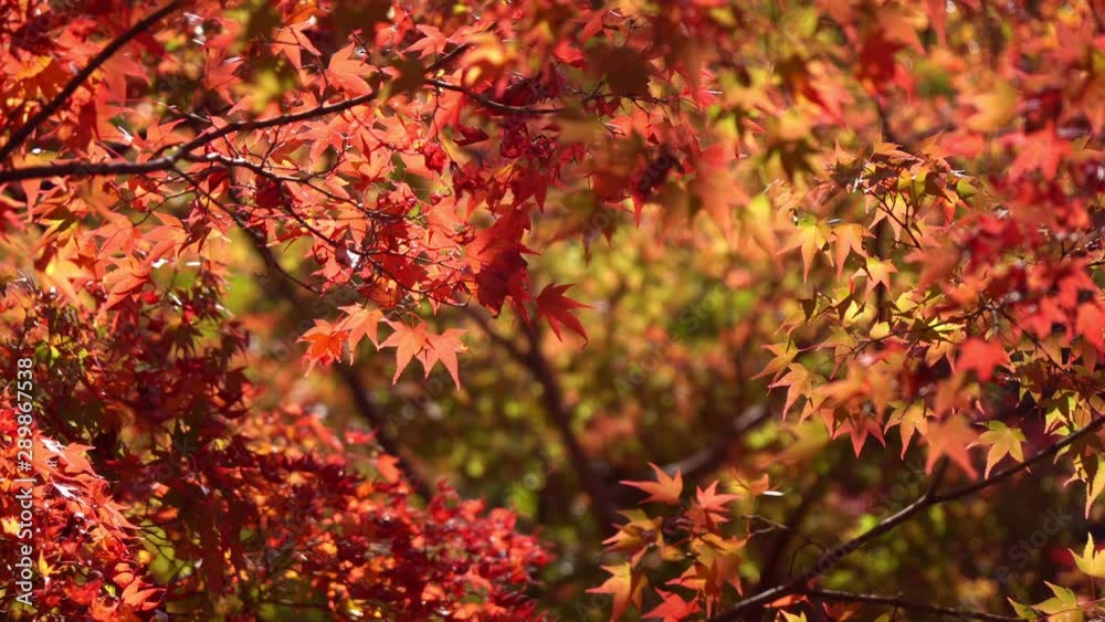 Beautiful autumn maple leaves in nature, fall foliage Beautiful autumn maple leaves in nature, fall foliage