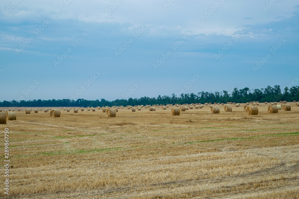 Round haystacks on a wheat field, harvesting at the end of summer, in the background trees. Blue sky with clouds before a thunderstorm and rain..