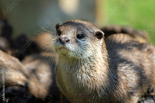 Isolated River Otter
