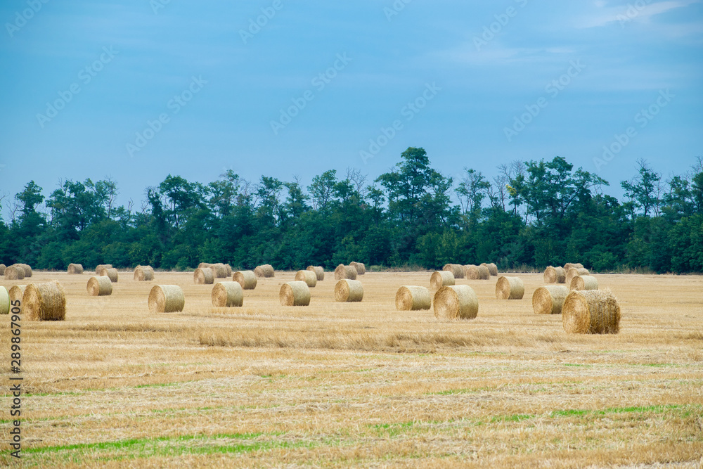 Many curved haystacks on a wheat field, harvest at the end of summer, in the background trees. Nature perspective and white sky. Beautiful landscape. Average plan.