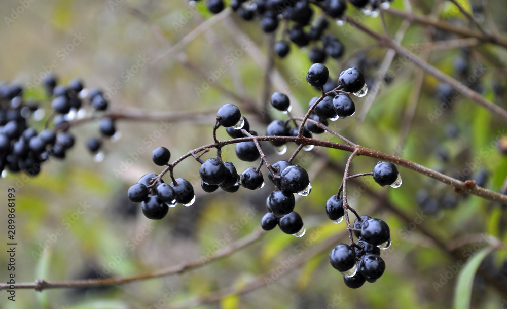 Berries ripen on the branch of the bush Ligustrum vulgare Berries ripen on the branch of the bush Ligustrum vulgare