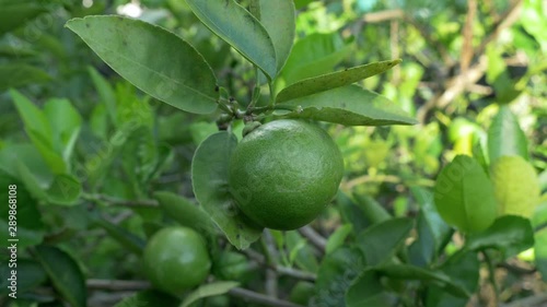 Wallpaper Mural Fresh Lime Growing on The Tree and Green Leaves Background Torontodigital.ca