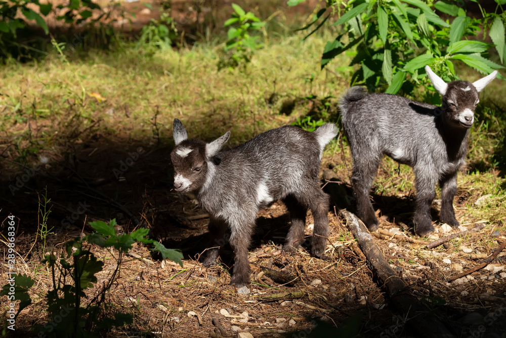 The pygmy goat kids in wildlife park. African pygmy goat is domestic miniature breed The pygmy goat kids in wildlife park. African pygmy goat is domestic miniature breed