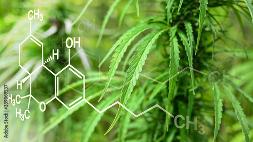 Tetrahydrocannabinol Formel mit Cannabis Staude