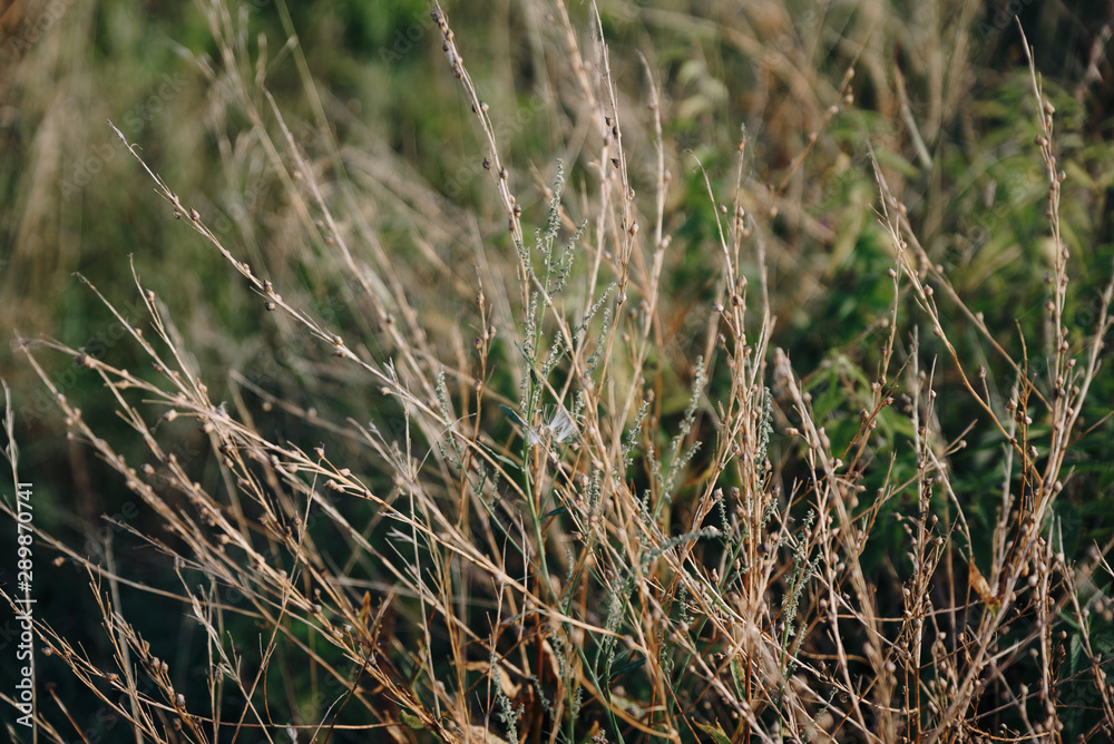 Autumn withered grass closeup with blurred background Autumn withered grass closeup with blurred background