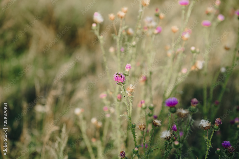 Autumn withered grass closeup with blurred background