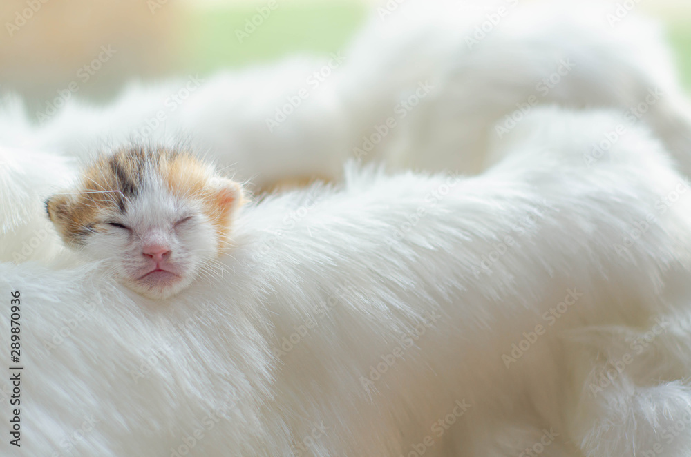 Fototapeta premium Cute pet.